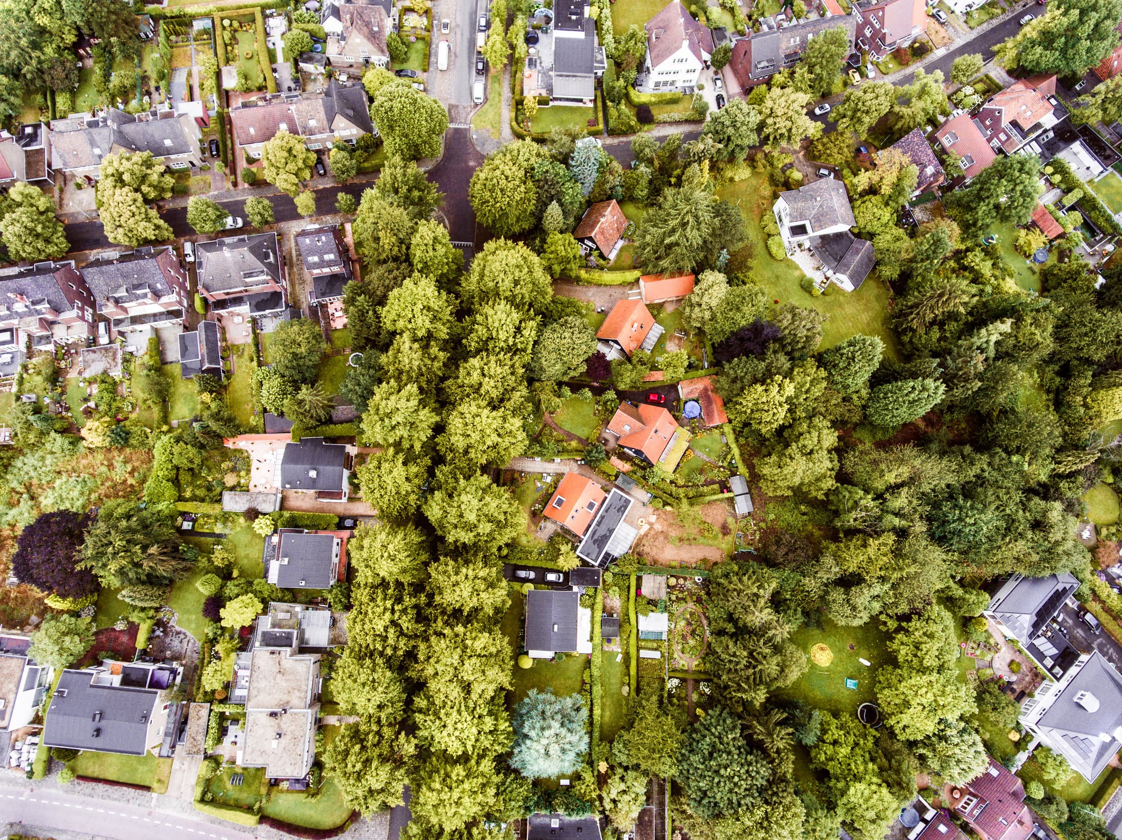 Aerial view of trees among homes