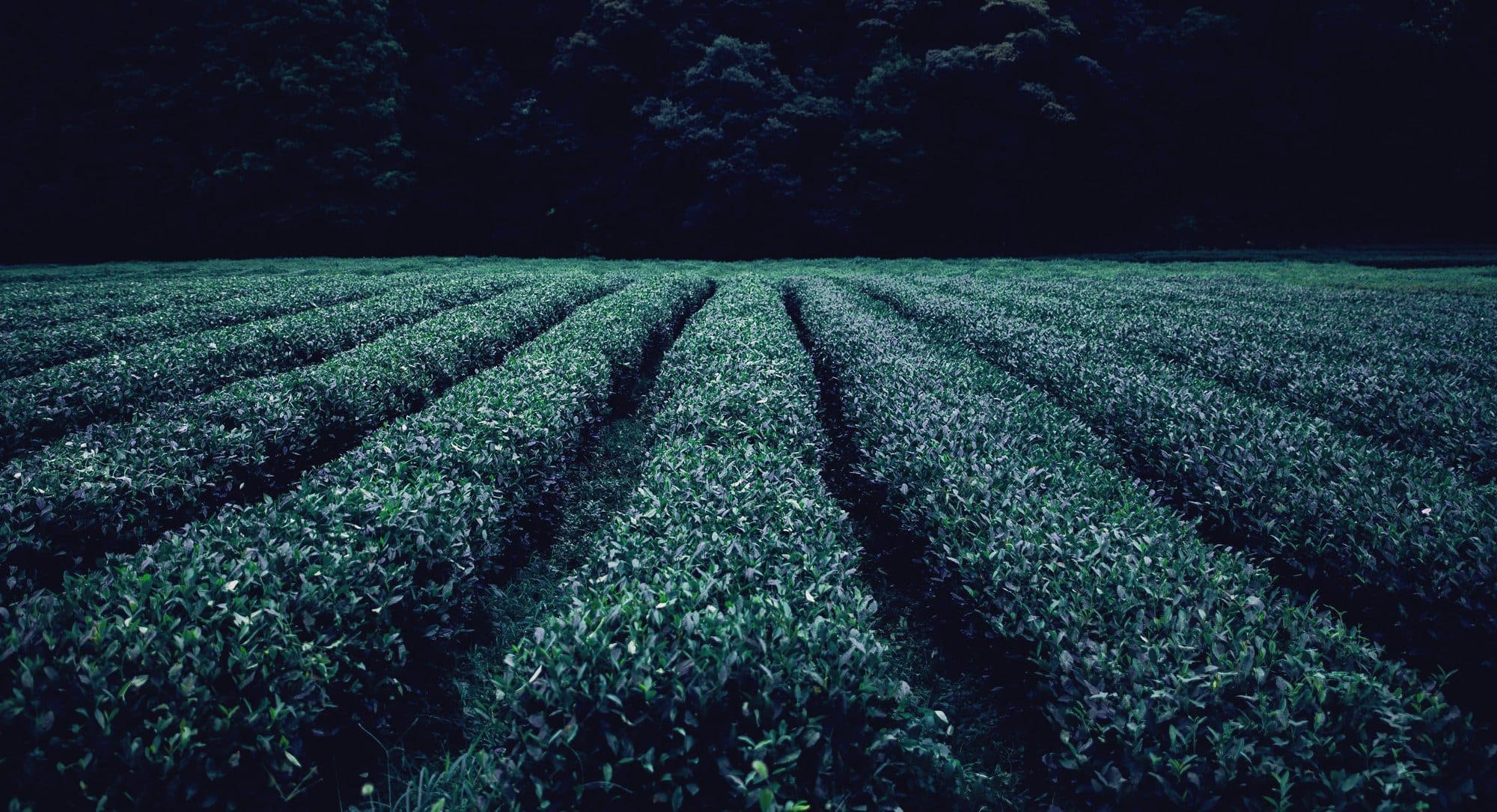 Camellia sinensis