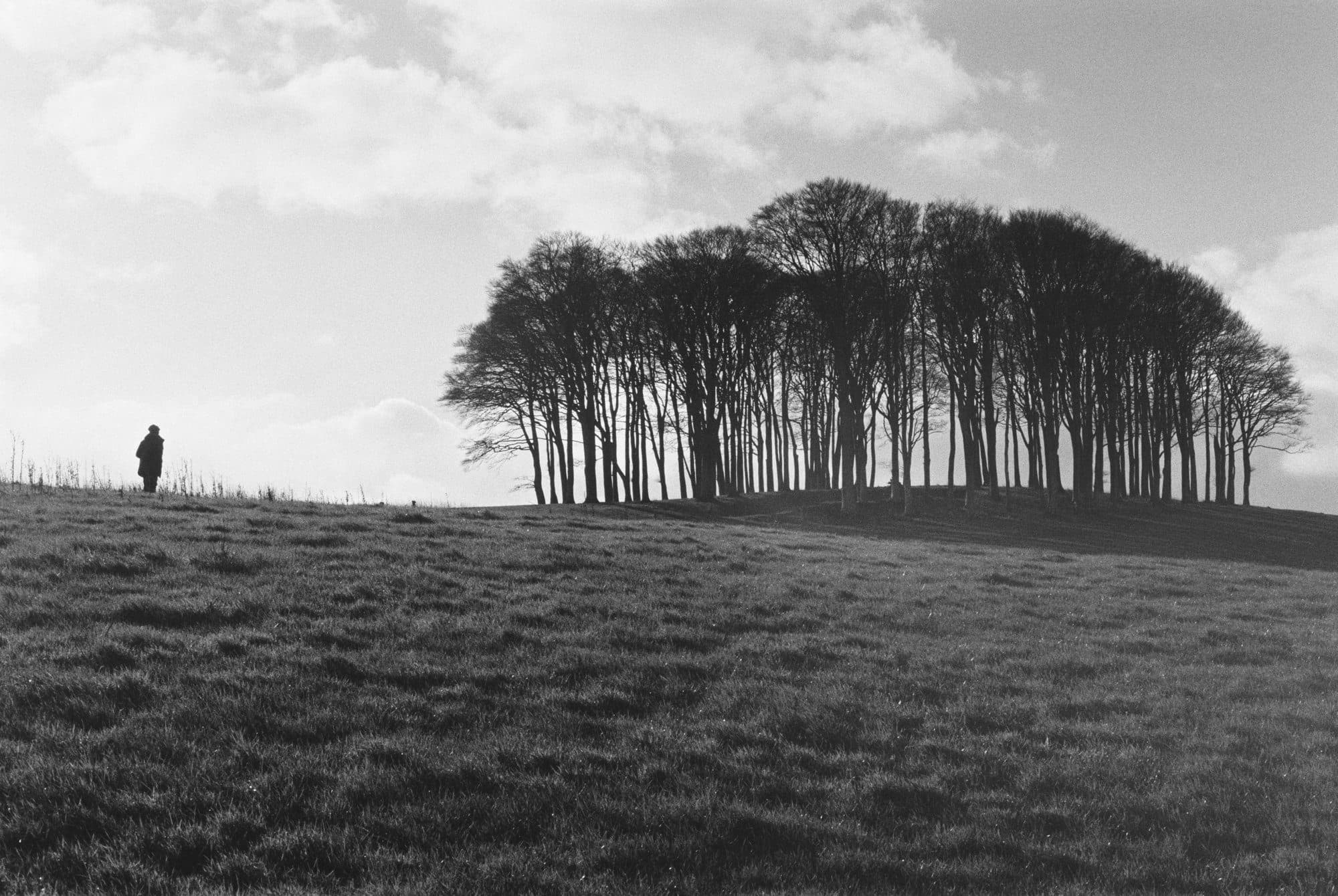 The Nearly Home Trees, Cornwall, UK
