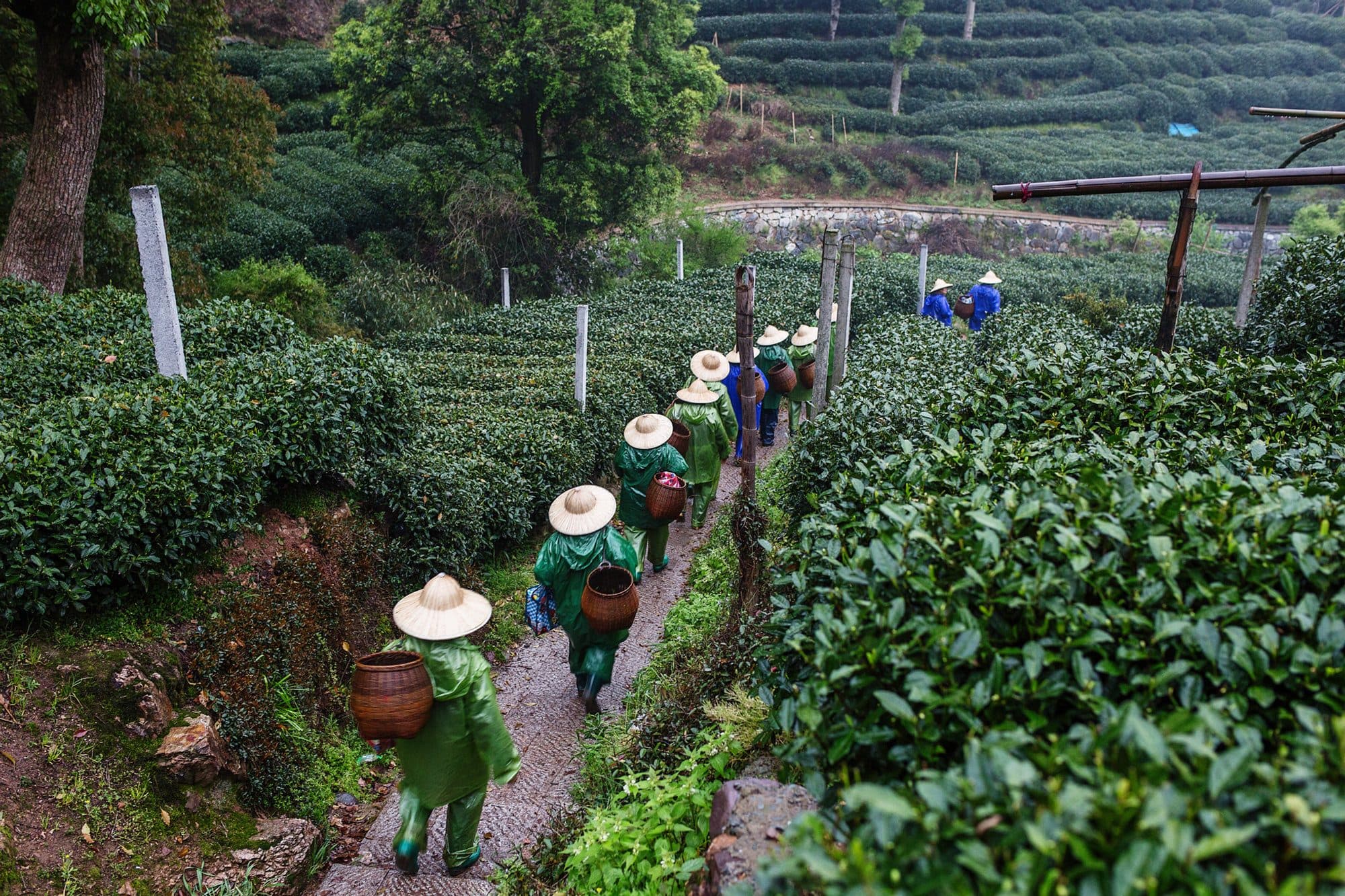 Tea field workers